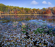 Lily pads and autumn leaves in lake, Daingerfield State Park, Texas