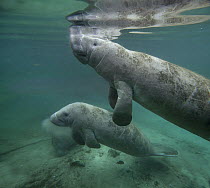 West Indian Manatee (Trichechus manatus) mother and calf, Crystal River, Florida
