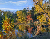 Willow (Salix sp) and Maple (Acer sp) trees along lake in autumn, Inks Lake, Inks Lake State Park, Texas
