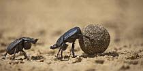 Giant Flattened Dung Beetle (Pachylomera femoralis) pair fighting over dung ball, Serowe, Botswana