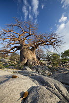 Baobab (Adansonia sp) fruit on rocks, Kubu Island, Makgadikgadi Pan, Botswana, Botswana