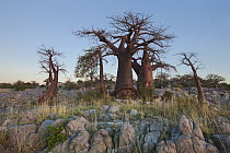 Baobab (Adansonia sp) trees, Kubu Island, Makgadikgadi Pan, Botswana, Botswana