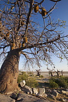 Baobab (Adansonia sp) tree with fruit, Kubu Island, Makgadikgadi Pan, Botswana, Botswana
