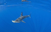 Smooth Hammerhead Shark (Sphyrna zygaena), Nine Mile Bank, San Diego, California