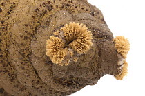 Human Botfly (Dermatobia hominis) anterior spiracles of pupa, Belize