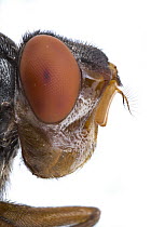 Human Botfly (Dermatobia hominis), Belize