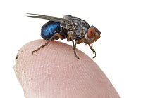 Human Botfly (Dermatobia hominis), Belize