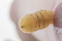 Human Botfly (Dermatobia hominis) third instar larva emerging from human skin, Belize
