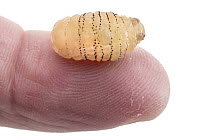 Human Botfly (Dermatobia hominis) third instar larva, Belize