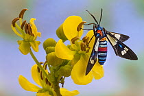 Footman Moth (Amata sp) displaying warning coloration, Goronogosa National Park, Mozambique