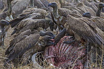 White-backed Vulture (Gyps africanus) group feeding on Sable Antelope (Hippotragus niger) carcass, Gorongosa National Park, Mozambique