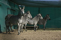 Crawshay's Zebra (Equus quagga crawshayi) in holding pen during relocation, Goronogosa National Park, Mozambique