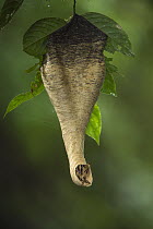 Wasp (Polybia sp) nest in rainforest, Ecuador