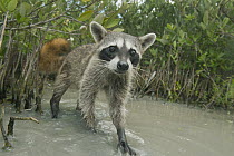 Cozumel Raccoon (Procyon pygmaeus), Cozumel Island, Mexico