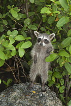 Cozumel Raccoon (Procyon pygmaeus) standing, Cozumel Island, Mexico
