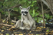 Cozumel Raccoon (Procyon pygmaeus), Cozumel Island, Mexico