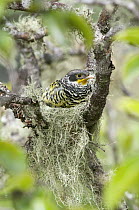 Bolivian Swallow-tailed Cotinga (Phibalura boliviana) female on nest, Bolivia