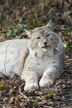 Eurasian Lynx (Lynx lynx), native to Europe