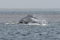 Atlantic Hump-backed Dolphin (Sousa teuszii) jumping, Senegal