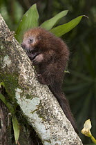 Rothschild's Porcupine (Coendou rothschildi), La Marina Wildlife Rescue Center, Costa Rica