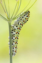 Oldworld Swallowtail (Papilio machaon) caterpillar on fennel, Netherlands