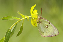 Pale Clouded Yellow (Colias hyale) butterfly, Dordogne, France