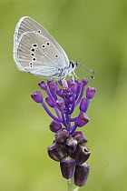 Mazarine Blue (Cyaniris semiargus) butterfly, Dordogne, France