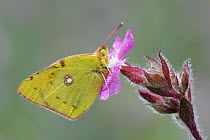 Clouded Yellow (Colias croceus) butterfly, Netherlands