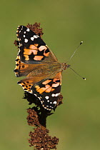 Painted Lady (Vanessa cardui) butterfly, Netherlands