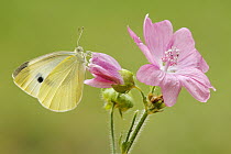 Cabbage White (Pieris rapae) butterfly on flower, Netherlands