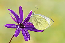 Green-veined White (Pieris napi) butterfly, Netherlands