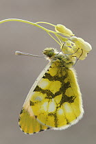 Provence Orange Tip (Anthocharis euphenoides) butterfly, Luberon Valley, France