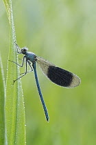 Banded Demoiselle (Calopteryx splendens) covered with dew, Netherlands
