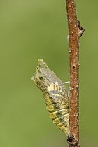 Oldworld Swallowtail (Papilio machaon) chrysalis, Netherlands, sequence 1 of 8