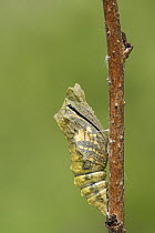 Oldworld Swallowtail (Papilio machaon) butterfly emerging from chrysalis, Netherlands, sequence 2 of 8