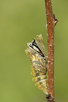 Oldworld Swallowtail (Papilio machaon) butterfly emerging from chrysalis, Netherlands, sequence 3 of 8