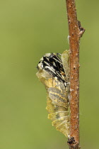 Oldworld Swallowtail (Papilio machaon) butterfly emerging from chrysalis, Netherlands, sequence 4 of 8