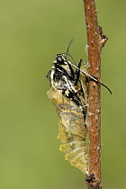 Oldworld Swallowtail (Papilio machaon) butterfly emerging from chrysalis, Netherlands, sequence 5 of 8