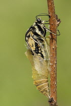 Oldworld Swallowtail (Papilio machaon) butterfly emerging from chrysalis, Netherlands, sequence 6 of 8