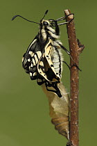 Oldworld Swallowtail (Papilio machaon) butterfly emerging from chrysalis, Netherlands, sequence 7 of 8