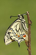 Oldworld Swallowtail (Papilio machaon) butterfly, Netherlands, sequence 8 of 8