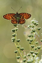 Twin-spot Fritillary (Brenthis hecate) butterfly, Bukk Mountains, Hungary