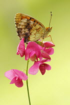 Marbled Fritillary (Brenthis daphne) butterfly, Bukk Mountains, Hungary