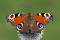 Peacock Butterfly (Inachis io), Netherlands