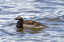 Long-tailed Duck (Clangula hyemalis) drake, Lake Myvatn, Iceland