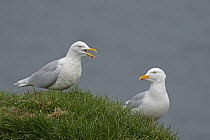 Glaucous Gull (Larus hyperboreus) pair on cliff, Iceland