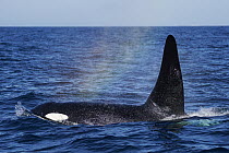 Orca (Orcinus orca) surfacing, Hokkaido, Japan