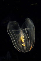 Comb Jelly (Mnemiopsis sp) exhibiting bioluminescence, Japan
