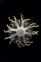 Upside-down Jellyfish (Cassiopea sp), Japan