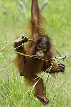 Sumatran Orangutan (Pongo abelii) juvenile playing with branch, native to Sumatra